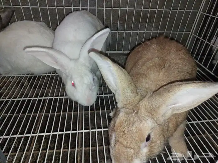 متوفر ذكور أرانب حجم كبير 9