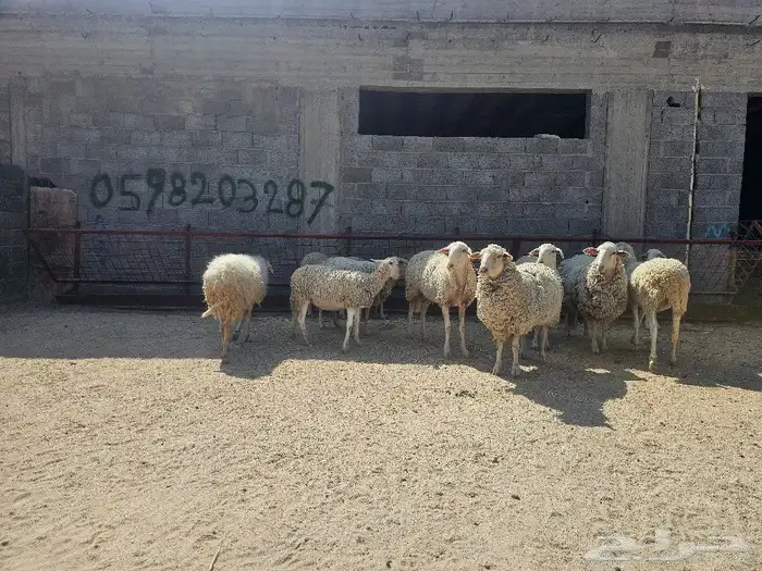 نعاج عدد 11 معها بهم 4 اشهر اسبانيات   للتهجين مع الصردي 1