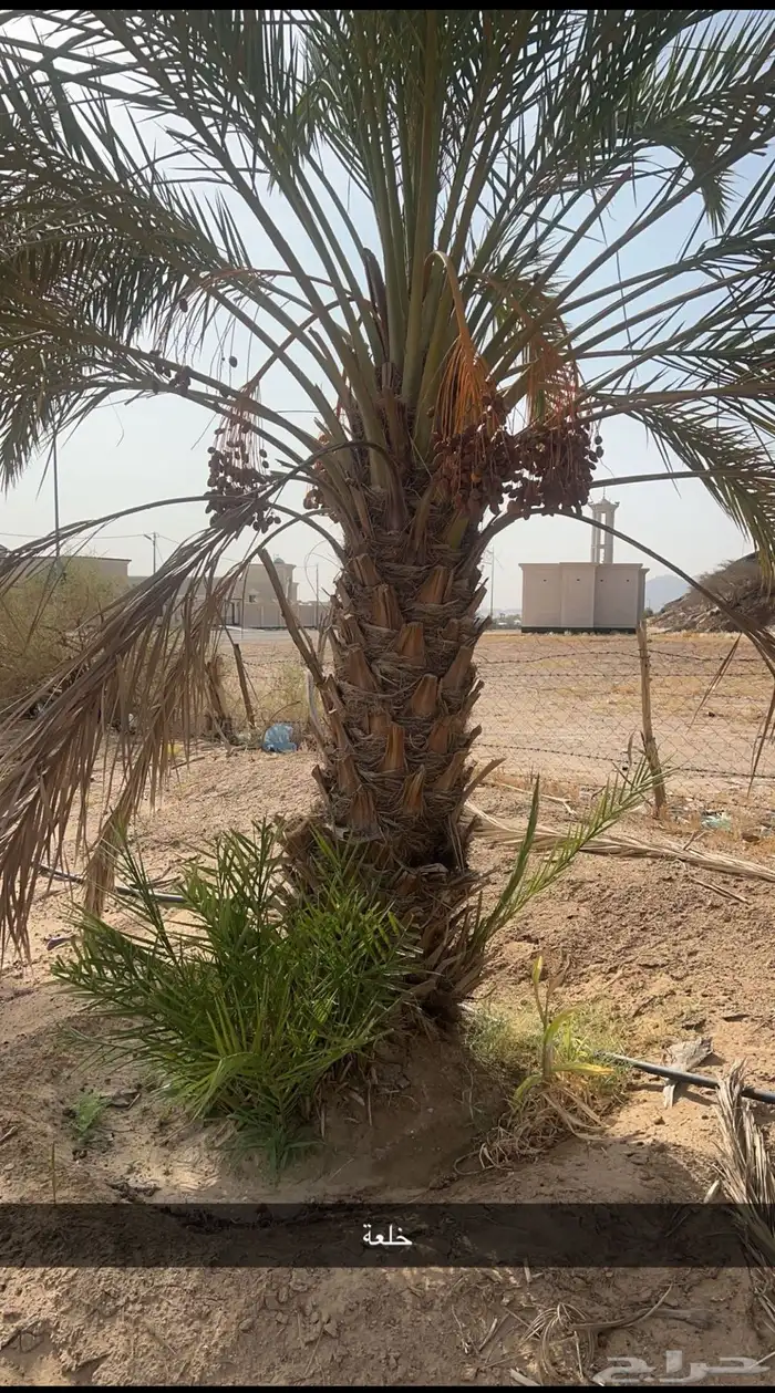 جثايث للبيع مقفزي وشكل وبديره وحمراء عميق وحمراء حصان وخلعه 8