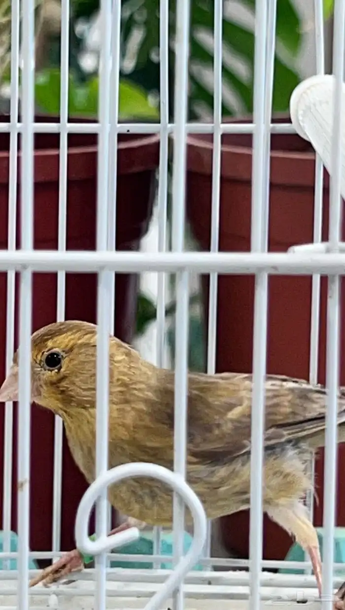 عدد اثنين فروخ كناري ( تم البيع ) 0