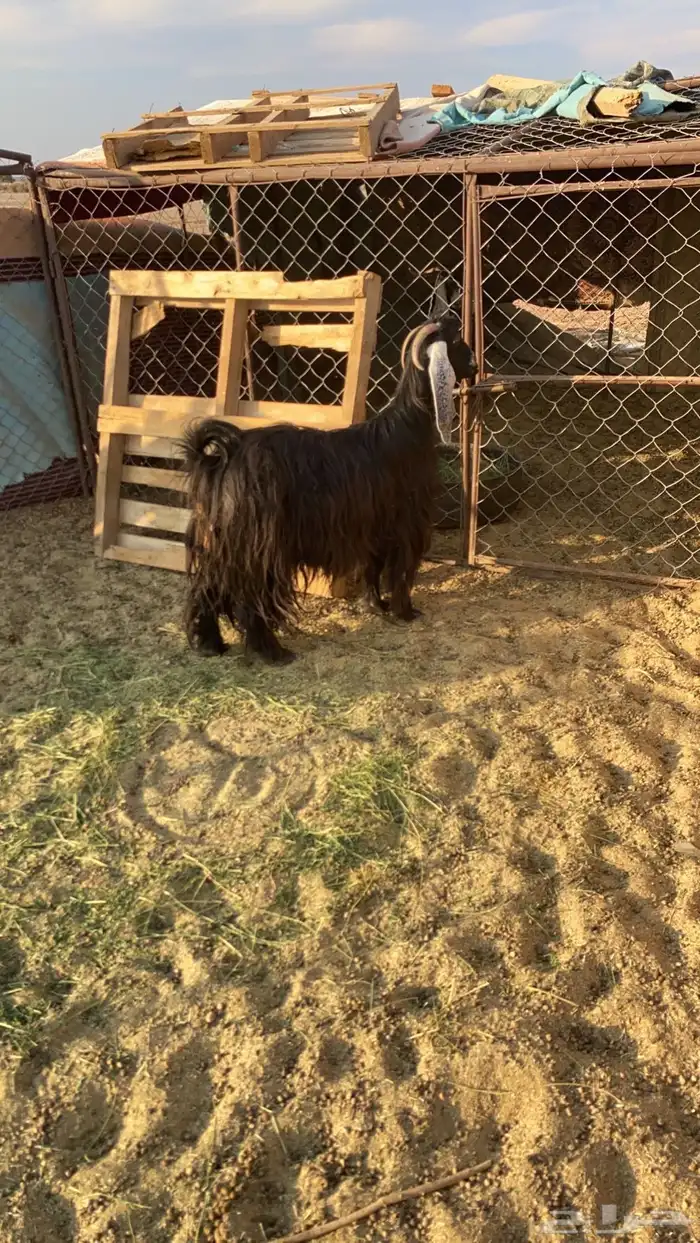 عنز عارضيه الموقع الصلصله 0