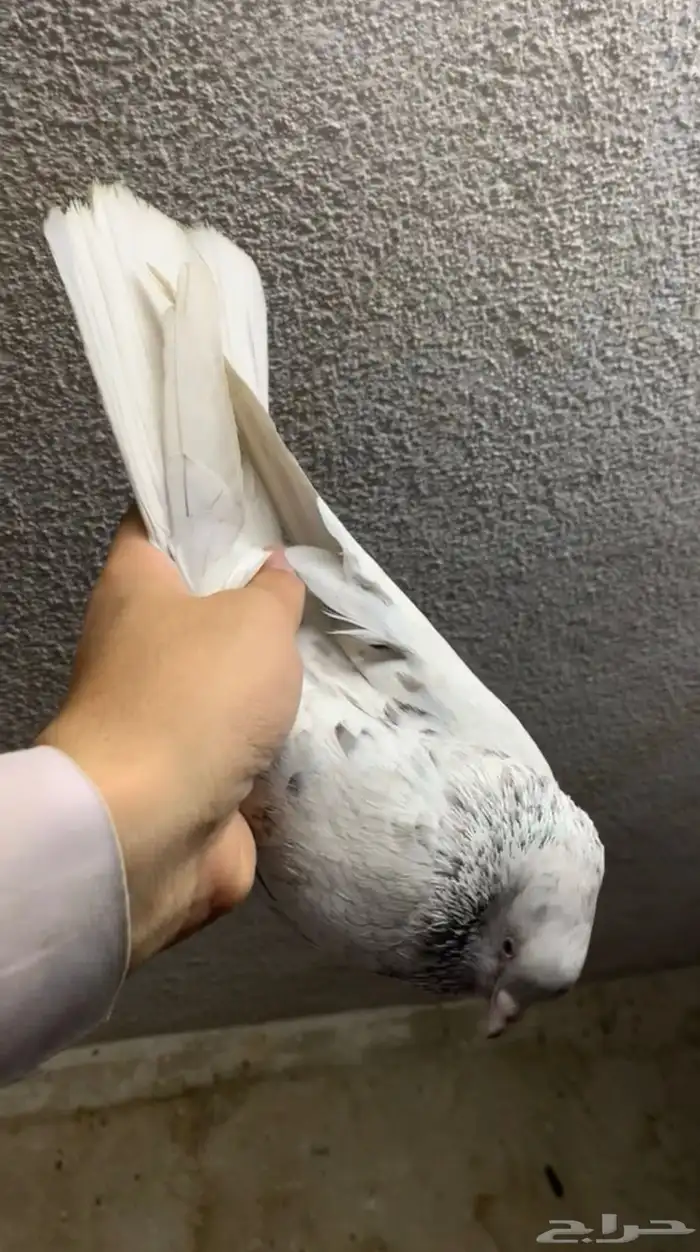 حمام قلابي حمر توب التوب 4