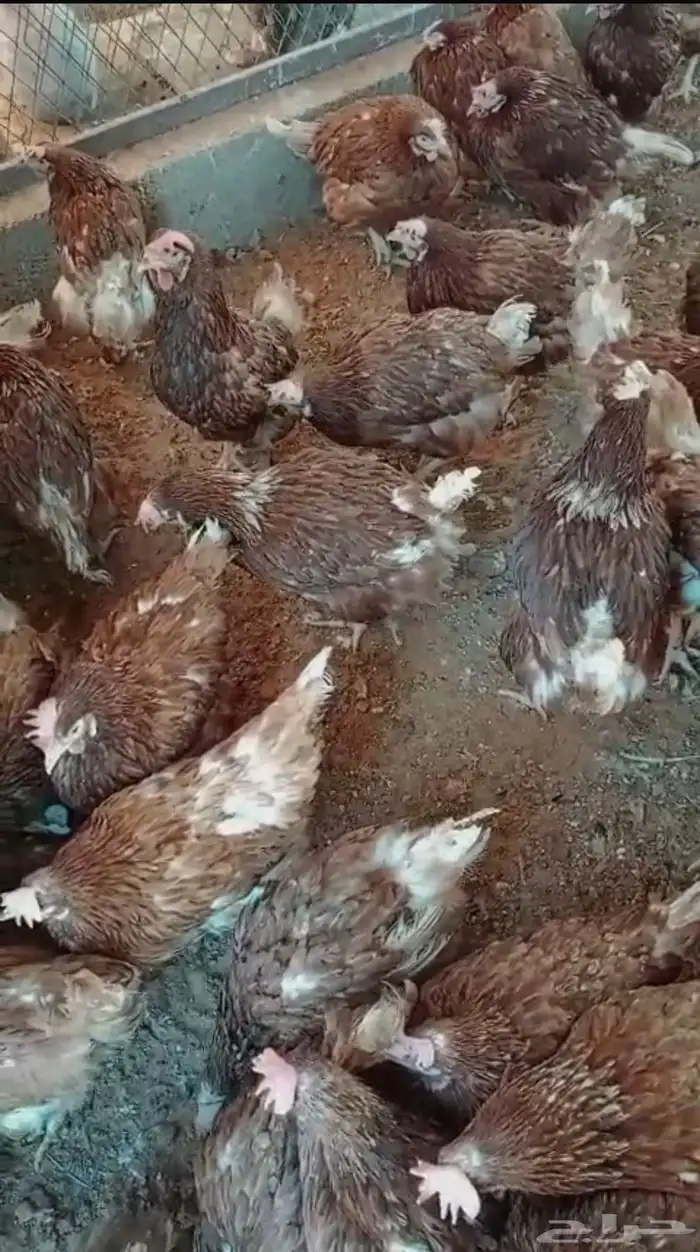 دجاج لوهمان بياض شرط بيور اصلي 1