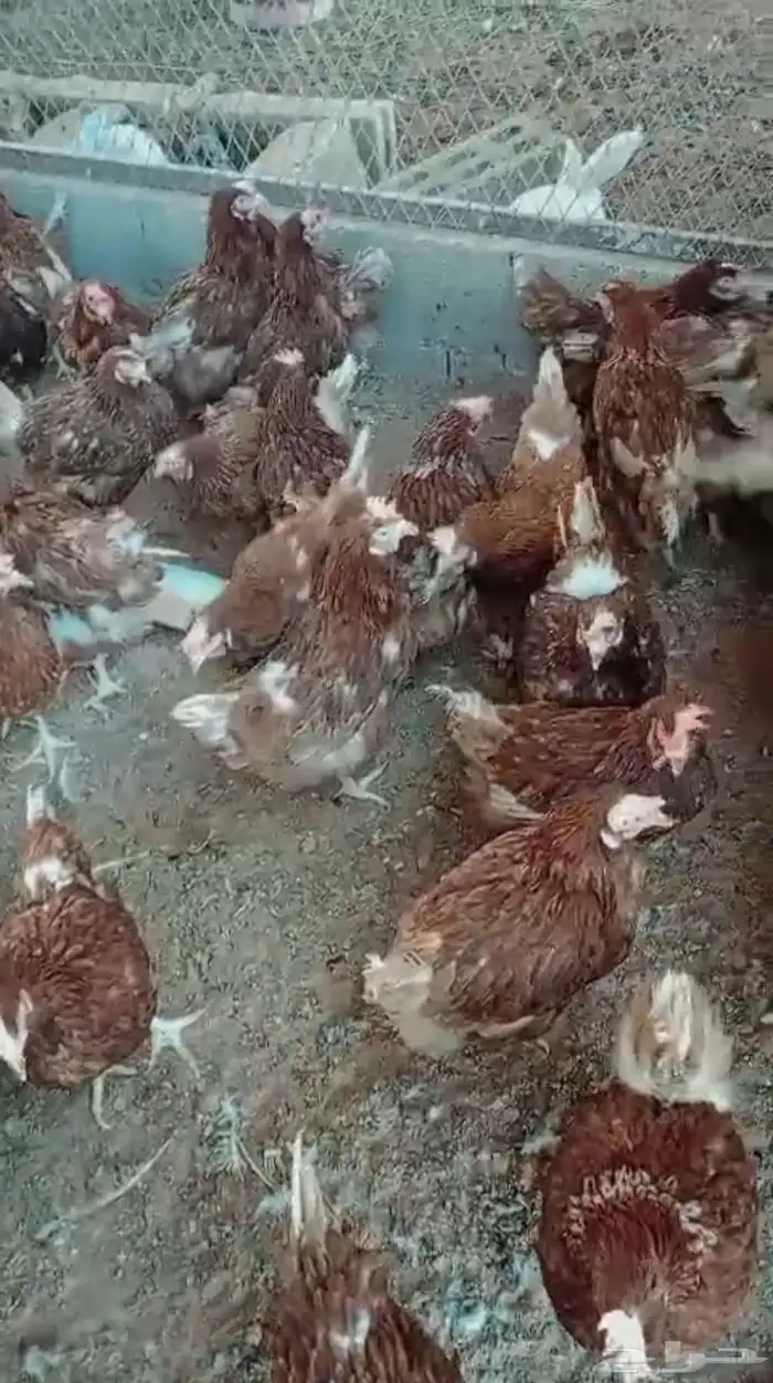 دجاج لوهمان بياض شرط بيور اصلي 2