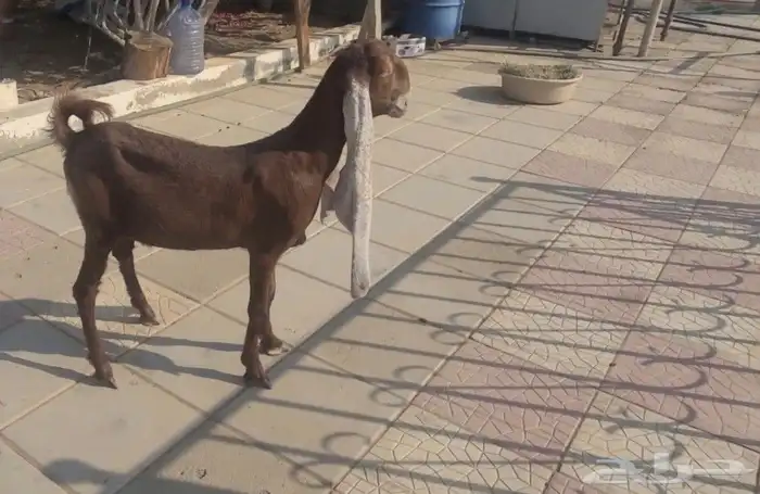 جفره حجازيه هولنديه نادره لون وراس وجرم 4