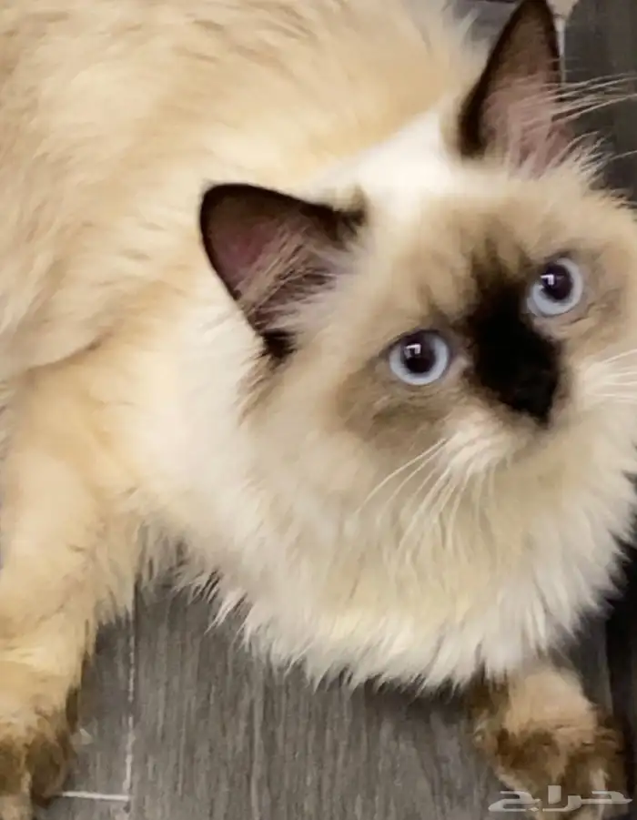 قطه هملايا للتبني العمر سنه وخمسه شهور 0