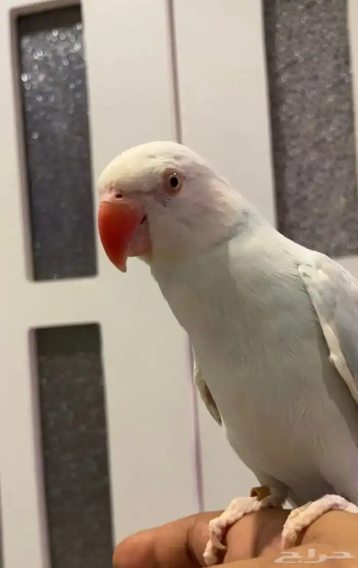 طير در ه هولندي فايولت 0