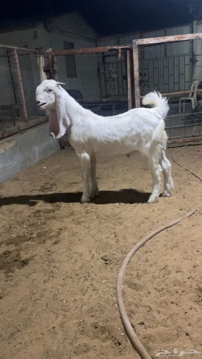 تيس 4 شهور ان ذبحت ولا فحلت طيب بالحيل 0