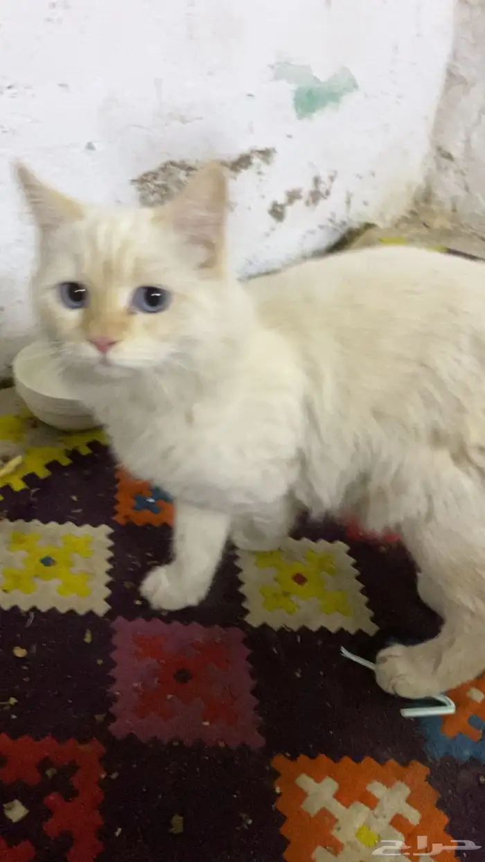 قط شيرازي للبيع 1