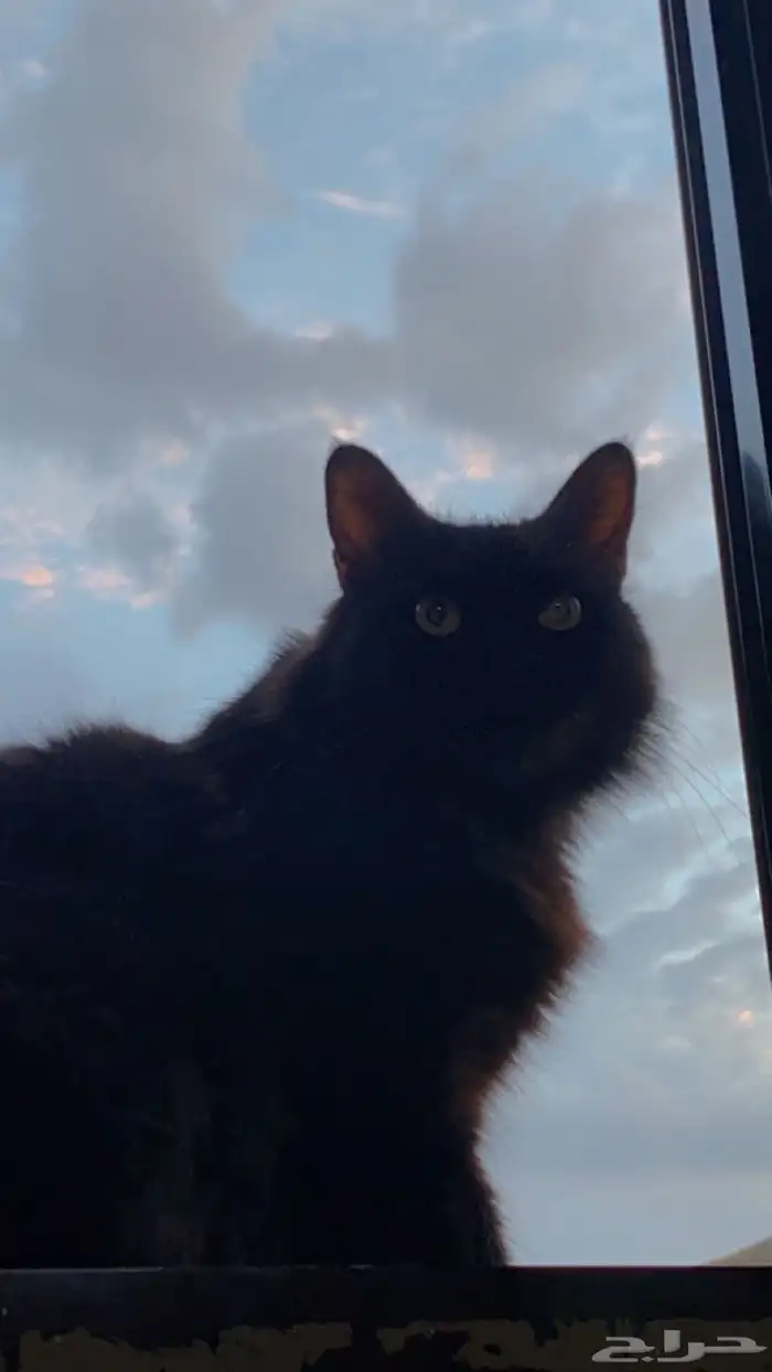 السلام عليكم 2