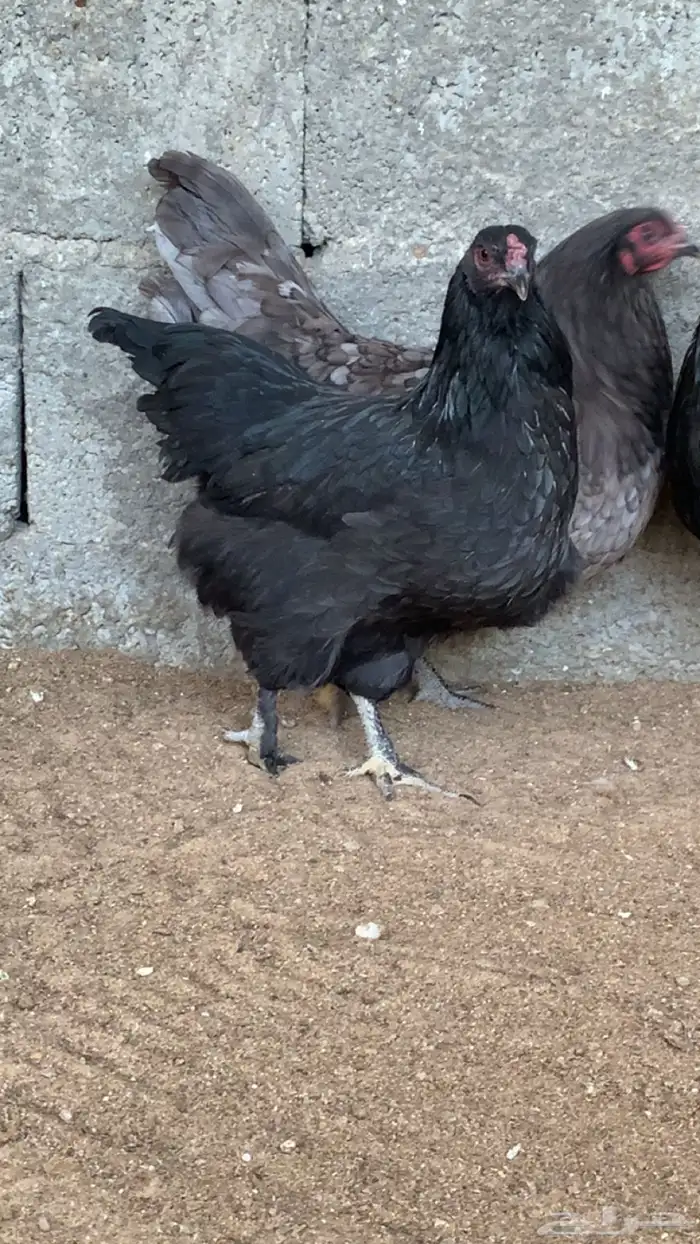 دجاج استرا لوب  ( دخلني - اسود ) 1