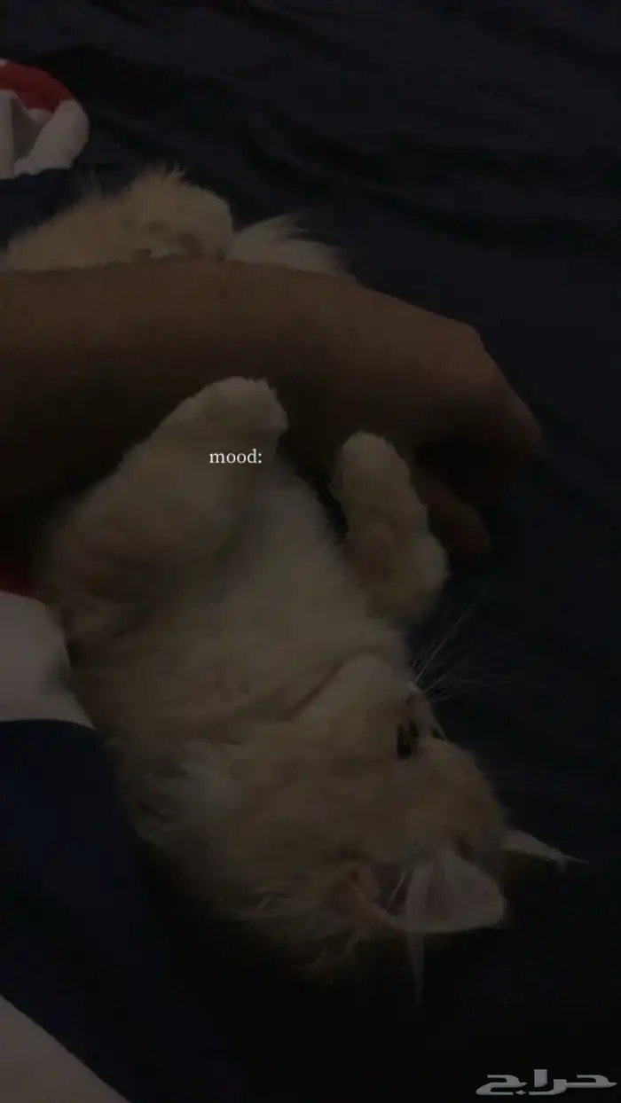 قطوه انثى للبيع 2