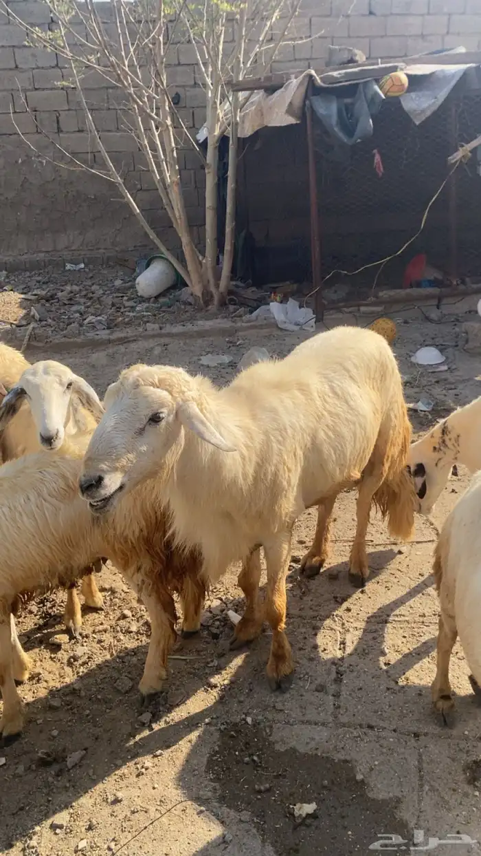 خروف فحل حري 5