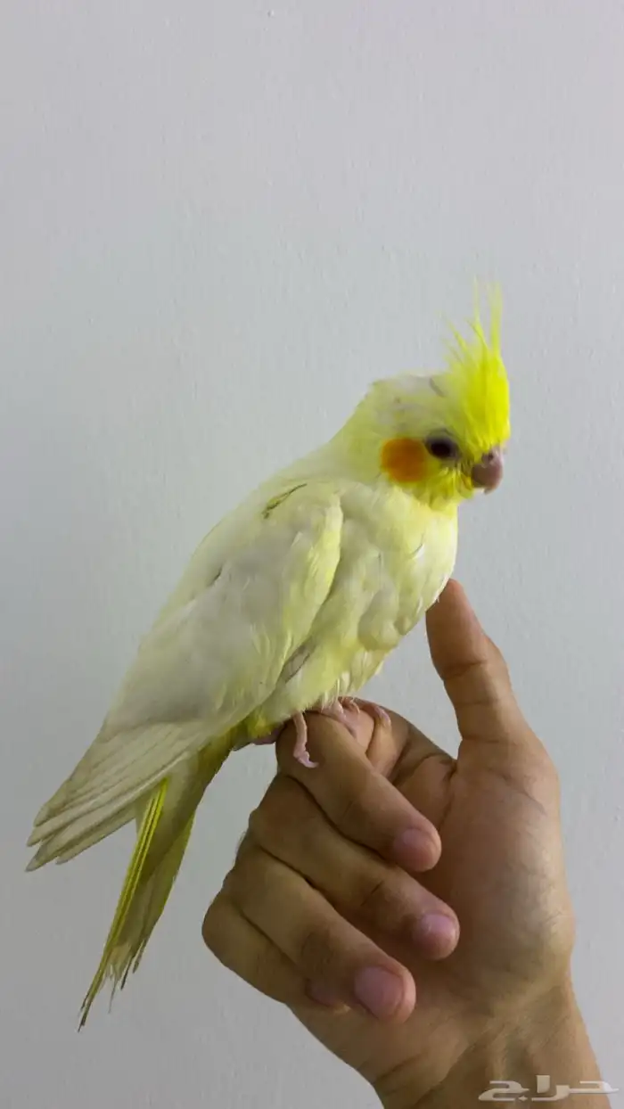 كروان لاتينو أليف وهادئ للبيع 1