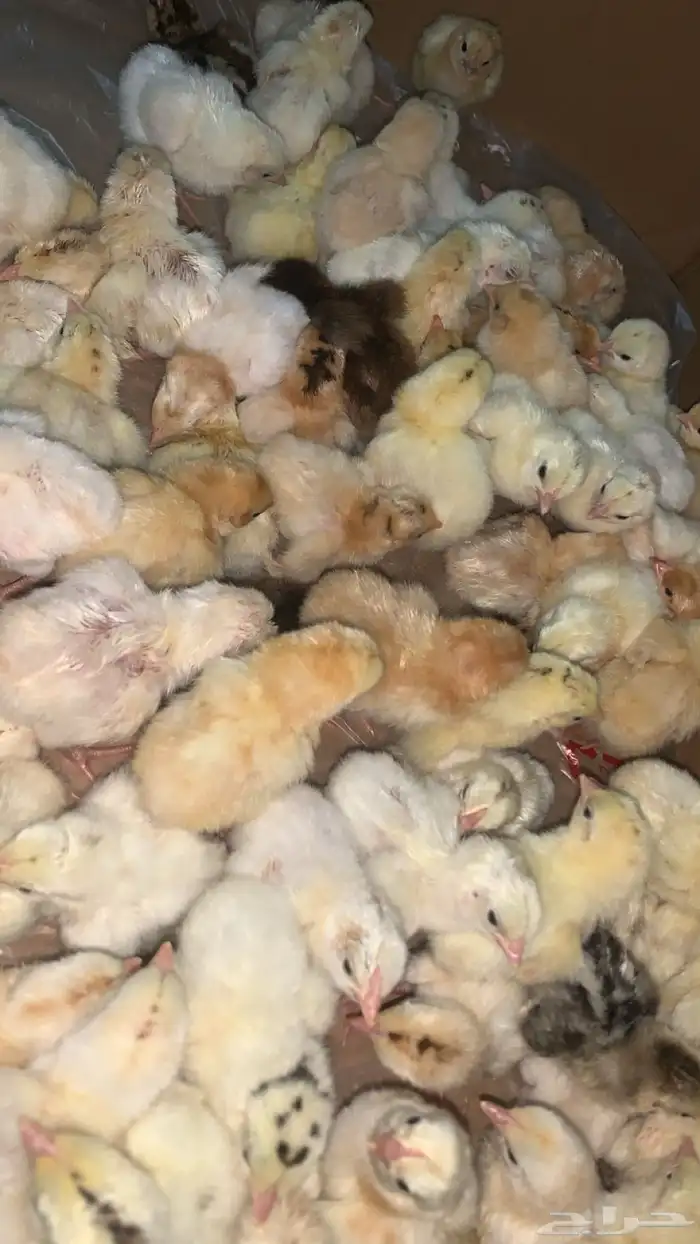 صيصان بلدي فواتح اللون شرط الصحه من ريال 1