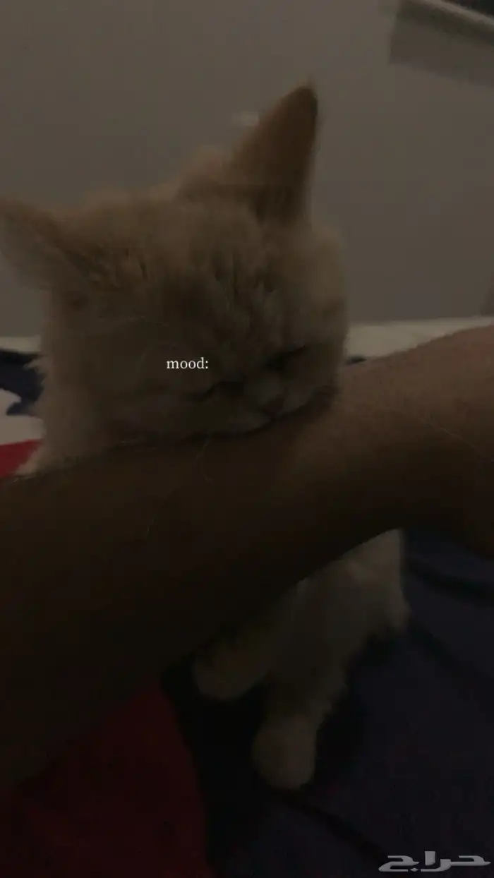 قطوه انثى للبيع 4