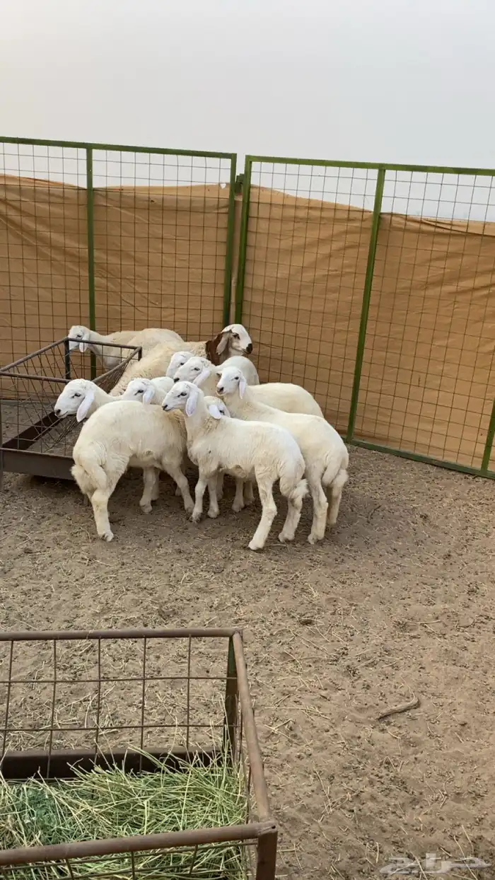 بهم مراح واحد 1