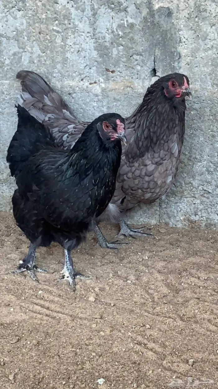 دجاج استرا لوب  ( دخلني - اسود ) 2