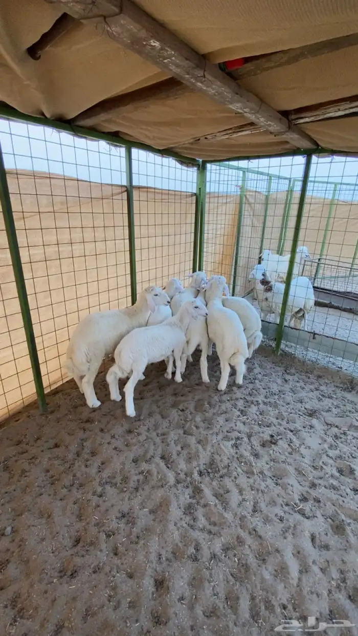 بهم مراح واحد 2