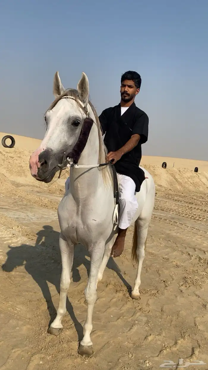 حصان عربي اصيل سبوق و طرب 3