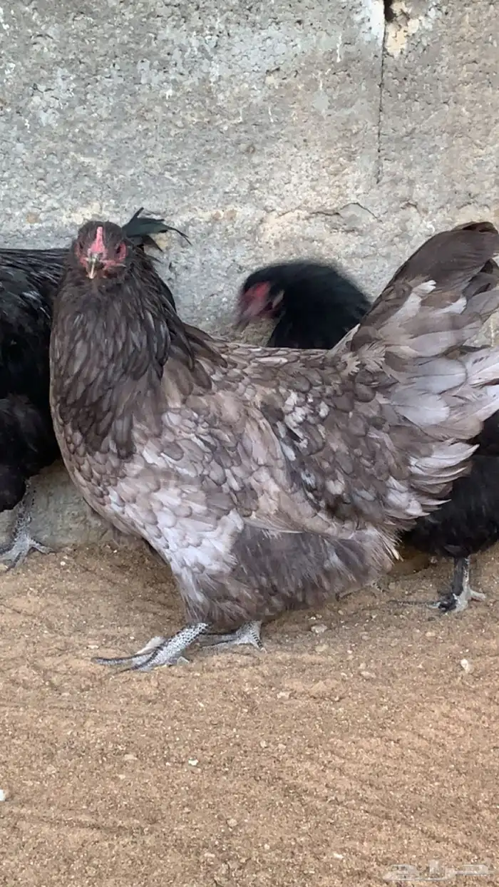 دجاج استرا لوب  ( دخلني - اسود ) 0