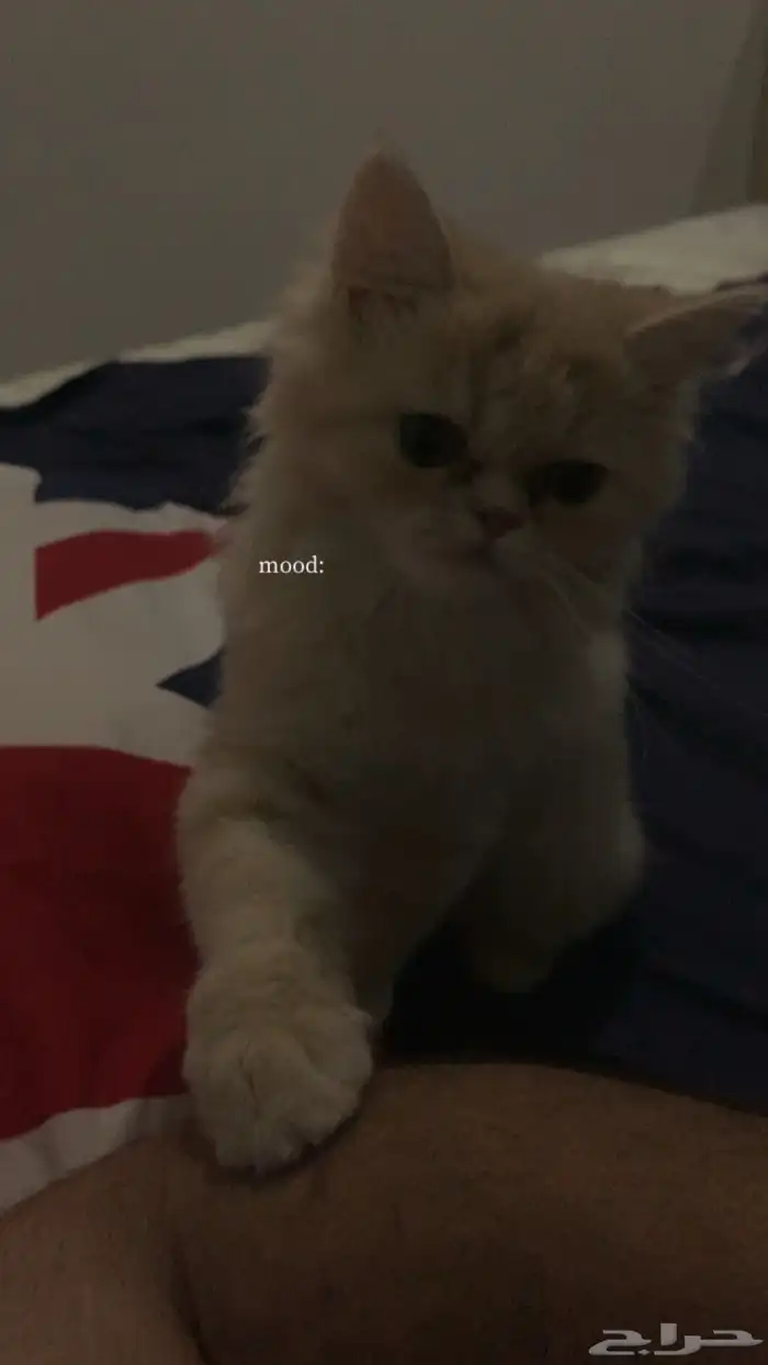 قطوه انثى للبيع 1