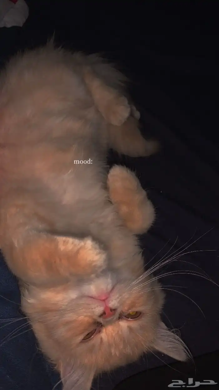 قطوه انثى للبيع 3