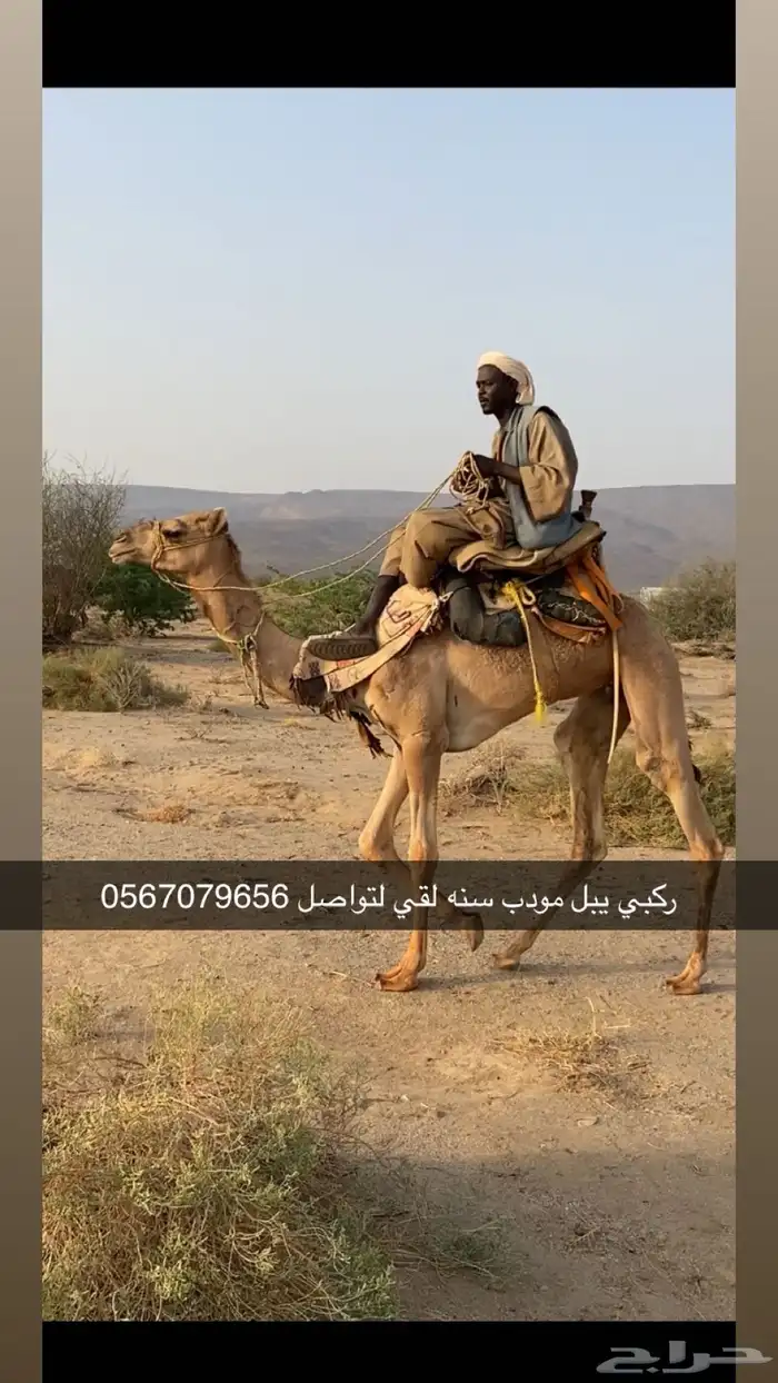 للبيع ركبي 0