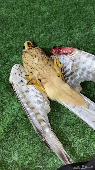 ابغا علاج جرح طير شبوط ب اسرع وقت 0