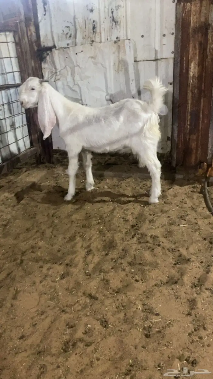 تيس 4 شهور ان ذبحت ولا فحلت طيب بالحيل 1