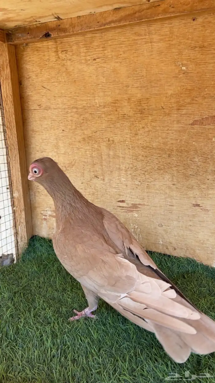 ذكر كوري اصفر 2