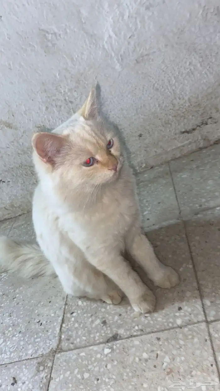 قط شيرازي للبيع 0