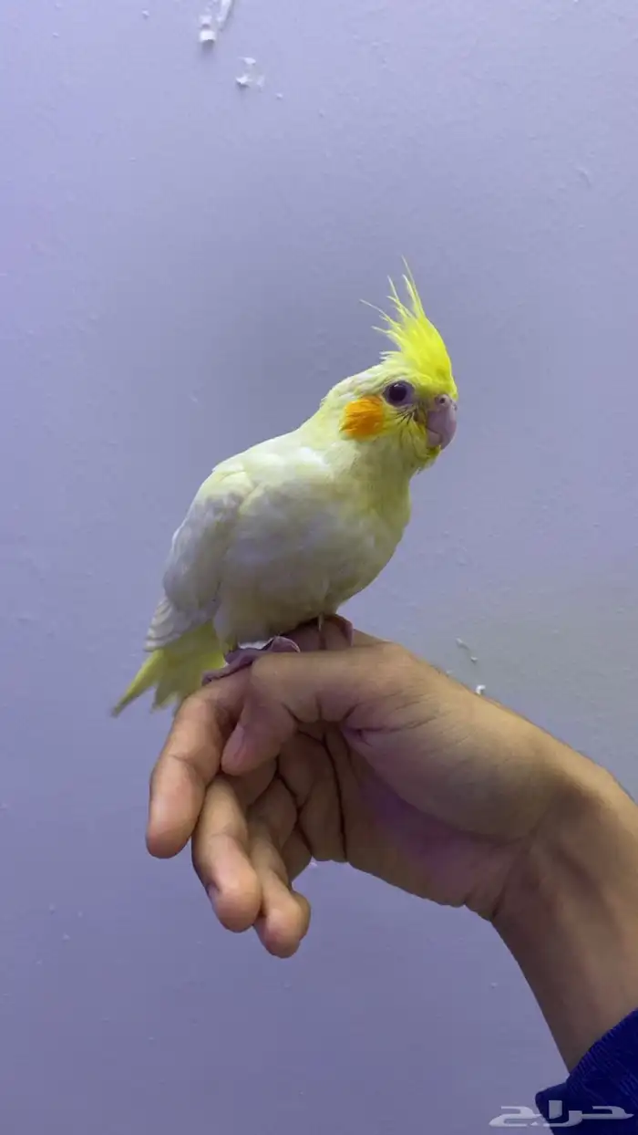 كروان لاتينو أليف وهادئ للبيع 4