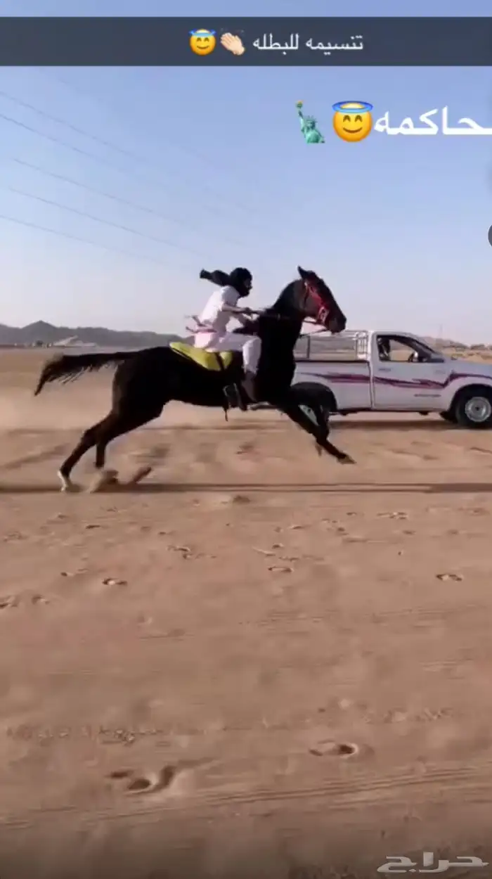 فرس مهجنه العمر 5 0