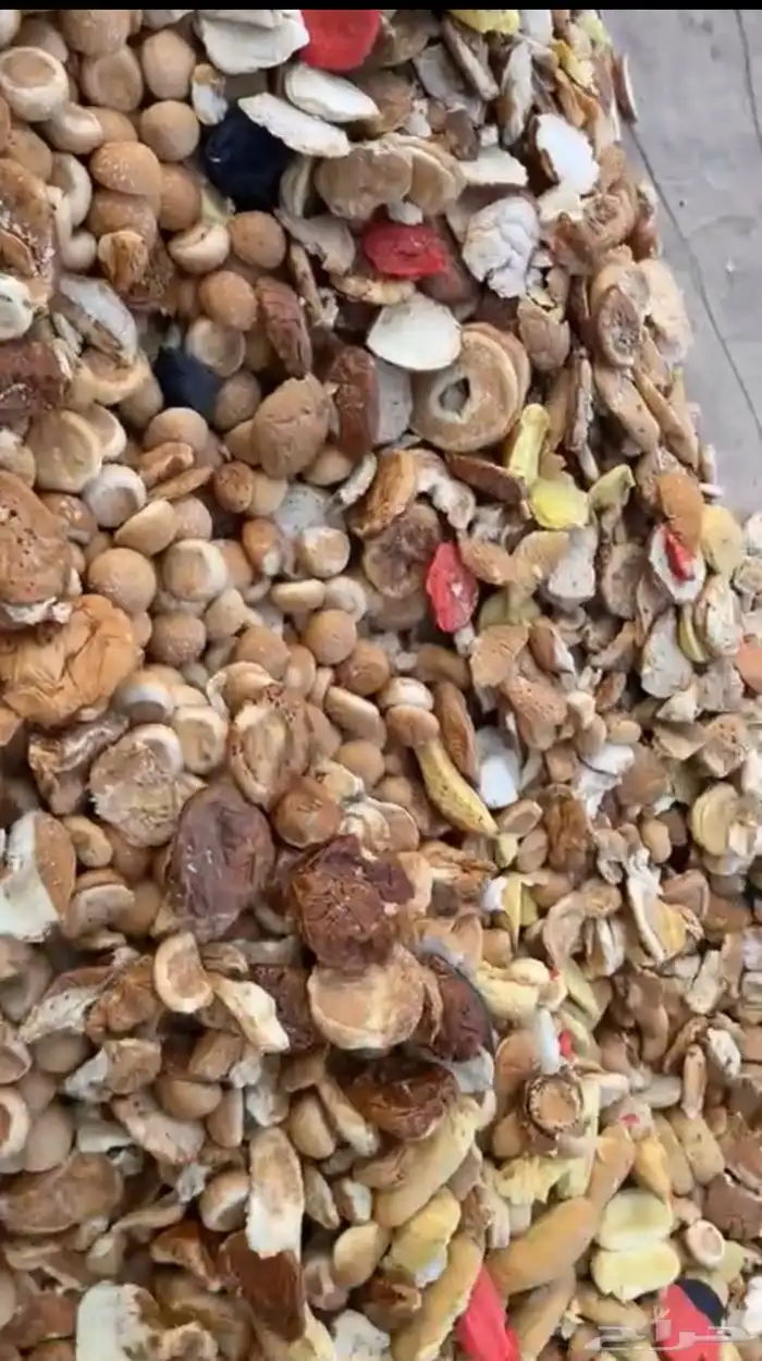 خبز برقر وكيك 1