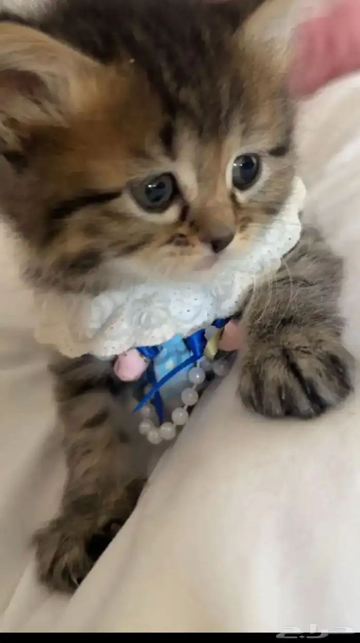 قطوه للبيع 2