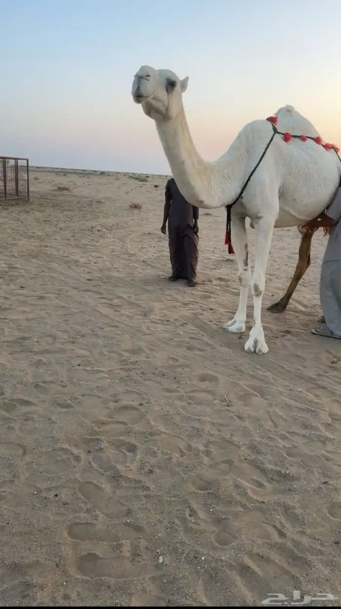 خلفه تحته بكره 1