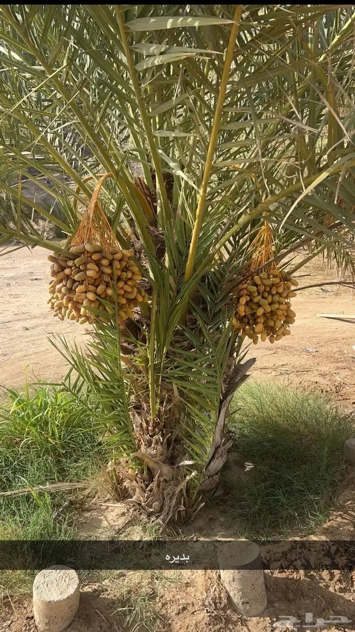 جثايث للبيع مقفزي وشكل وبديره وحمراء عميق وحمراء حصان وخلعه 11