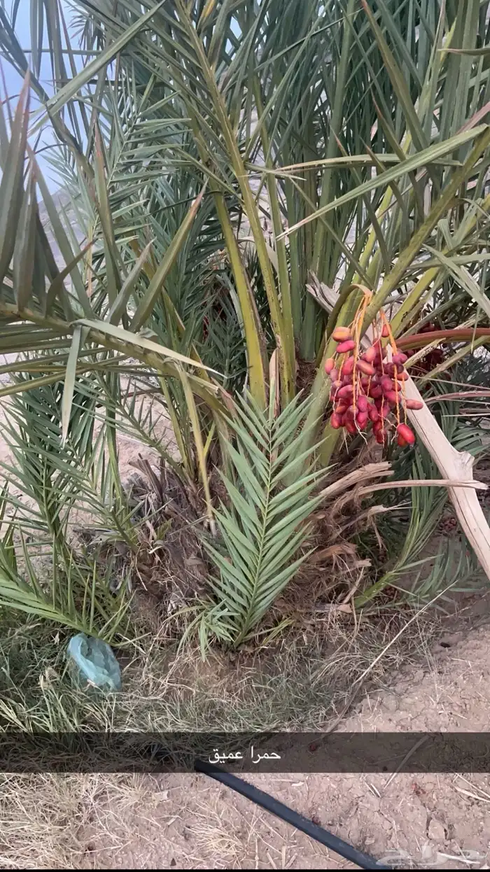 جثايث للبيع مقفزي وشكل وبديره وحمراء عميق وحمراء حصان وخلعه 7