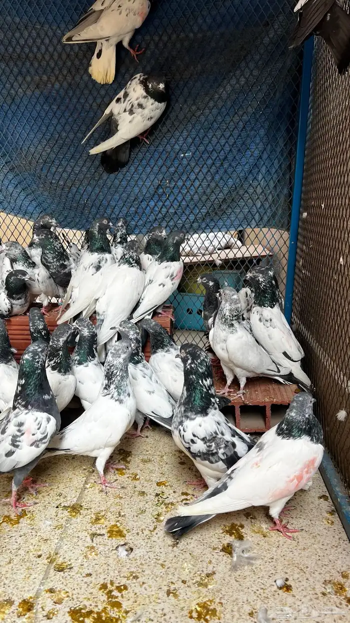 حمام باكستاني Top مطيار 3