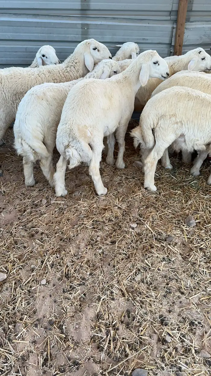 ذبايح هرافى حري شرط 2