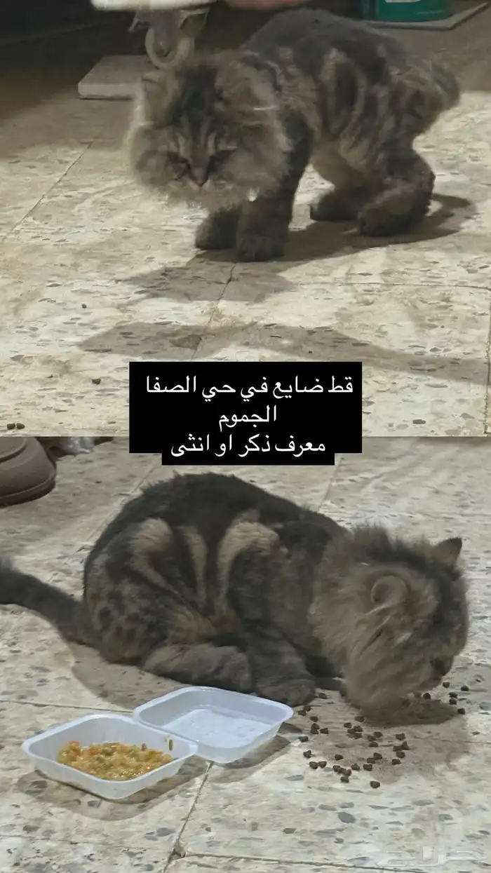 قط ضائع موجود بالجموم 0