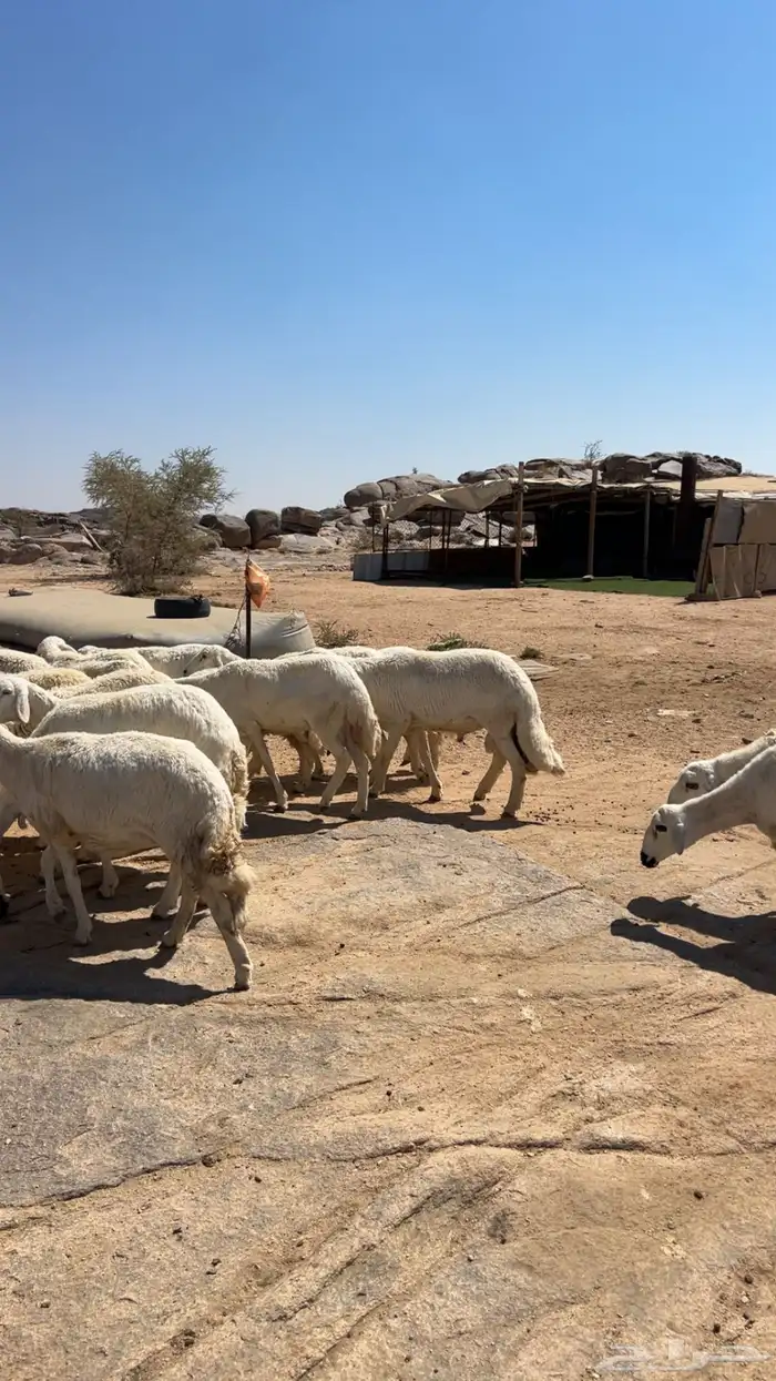 غنم. مقاني 0