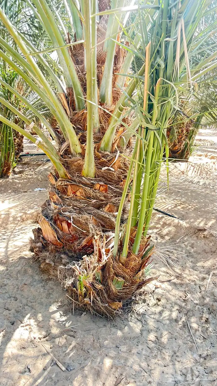 فسايل خلاص نجران 7