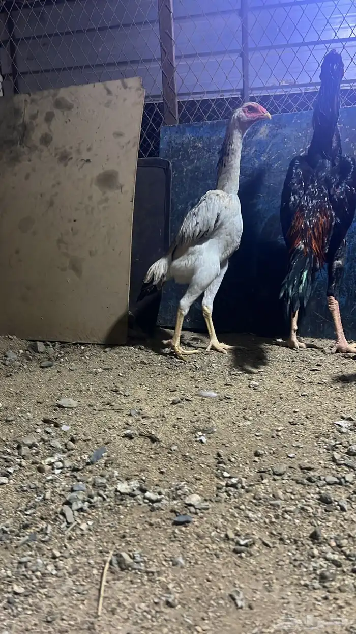 جوز شامو ياباني دم ابو هنوف 4