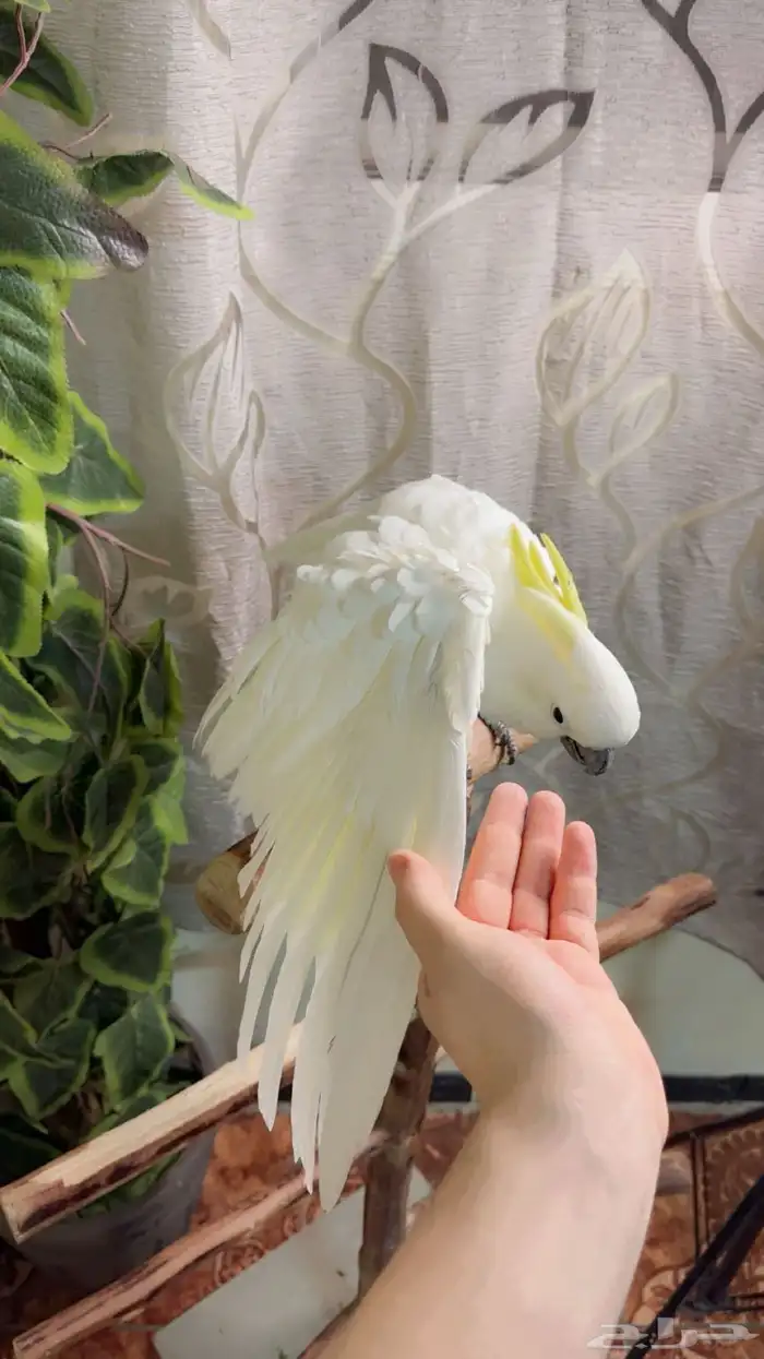 ببغاء كوكاتو سلفر تم البيع 1