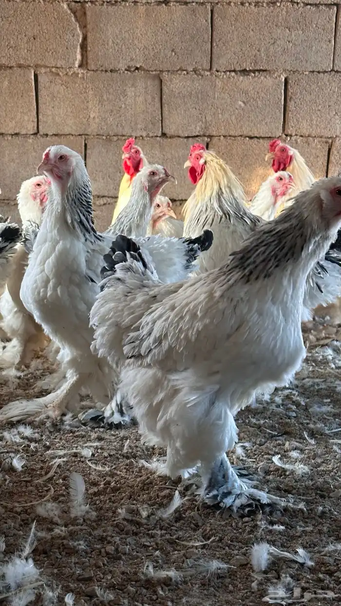 للبيع دجاج براهما كولمبي بياض 6