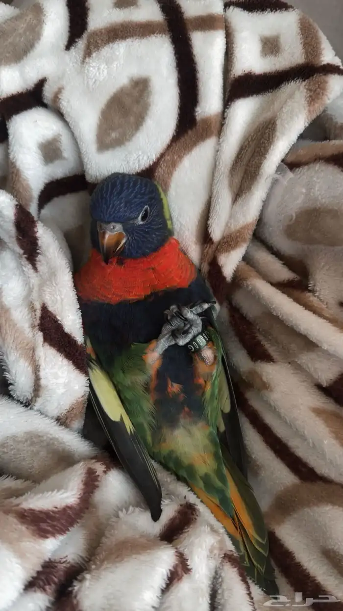 ببغاء اللوري رينبو 3