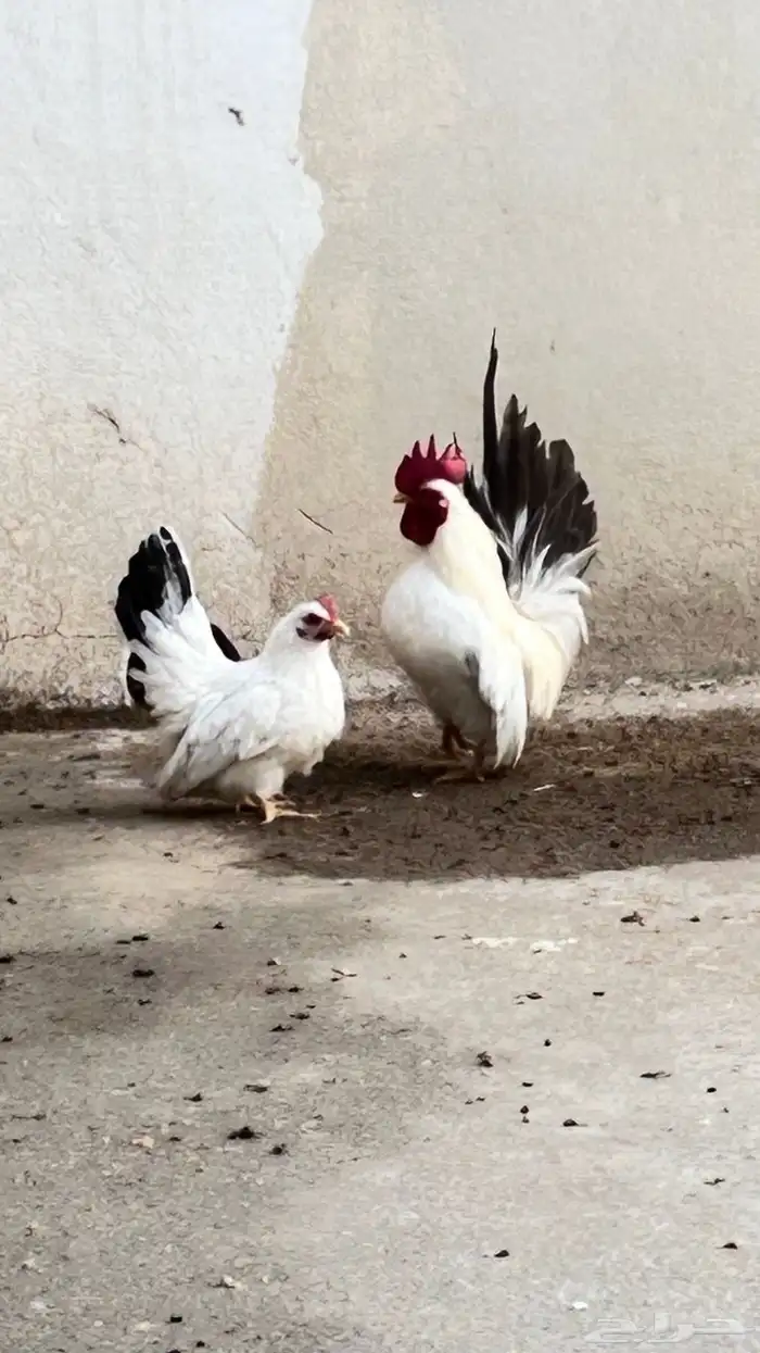 دجتج جبانيز منتج بفروخه اللون واضح 1