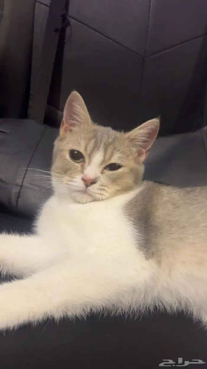 قطتين للتبني 1